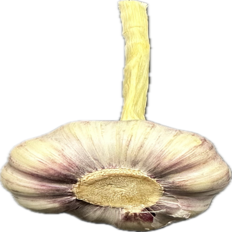Czosnek