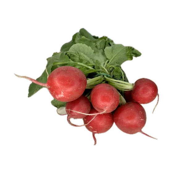 Rzodkiewka